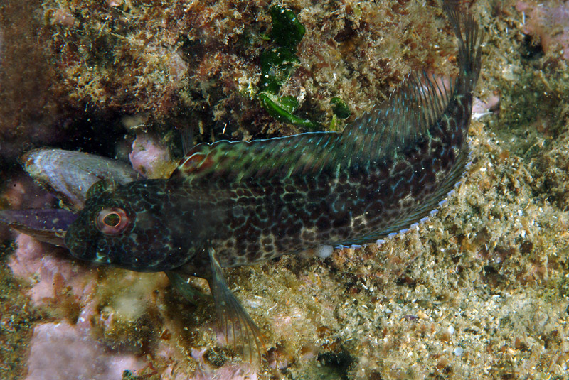 Livree di Parablennius pilicornis